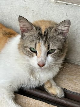 beautiful cute street cat with fluffy fur, a stray cat in the street of Asian country, plenty of cats without ownership in Asia