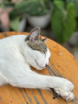 beautiful cute street cat with fluffy fur, a stray cat in the street of Asian country, plenty of cats without ownership in Asia