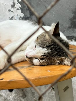 beautiful cute street cat with fluffy fur, a stray cat in the street of Asian country, plenty of cats without ownership in Asia