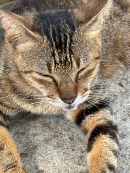 beautiful cute street cat with fluffy fur, a stray cat in the street of Asian country, plenty of cats without ownership in Asia