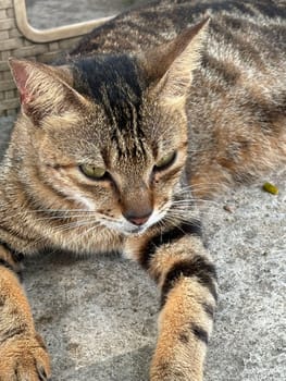 beautiful cute street cat with fluffy fur, a stray cat in the street of Asian country, plenty of cats without ownership in Asia