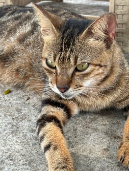 beautiful cute street cat with fluffy fur, a stray cat in the street of Asian country, plenty of cats without ownership in Asia