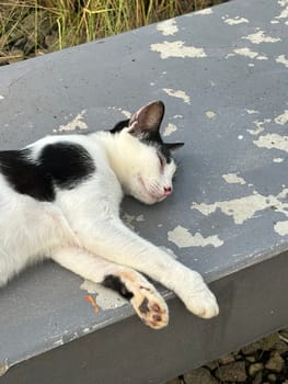 beautiful cute street cat with fluffy fur, a stray cat in the street of Asian country, plenty of cats without ownership in Asia