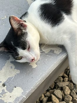 beautiful cute street cat with fluffy fur, a stray cat in the street of Asian country, plenty of cats without ownership in Asia