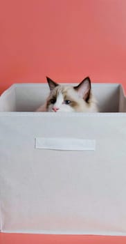 Ragdoll cat sits in a white box on a pink background.