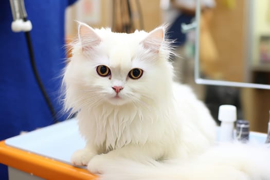 Professional groomer combing white cat in relaxing moment, pet grooming salon, pet care services