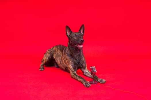 Dutch shepherd dog with microphone on a red and yellow background