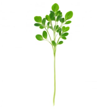 Anise microgreens Pimpinella anisum delicate green leaves with a licorice flavor artfully scattered Microgreen super. Microgreen isolated on transparent background.