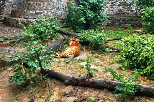 a very large solitary cat with a yellow-brown coat striped with black