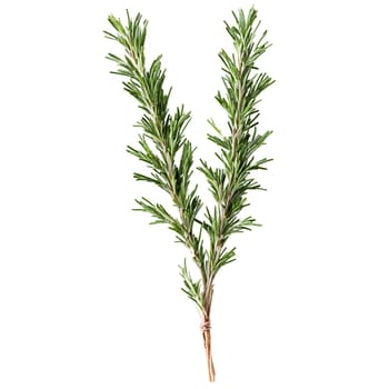 Fresh rosemary sprigs dark green color slender leaves woody stems Food and culinary concept. Food isolated on transparent background.