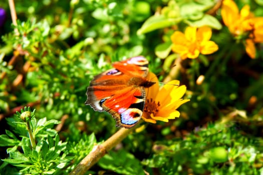 a nectar feeding insect with two pairs of large, typically brightly colored wings