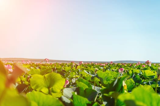 A pink lotus flower sways in the wind. Against the background of their green leaves. Lotus field on the lake in natural environment