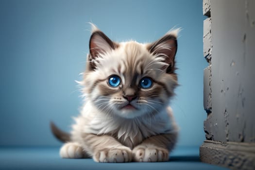 Beautiful young purebred Ragdoll kitten looking forward .