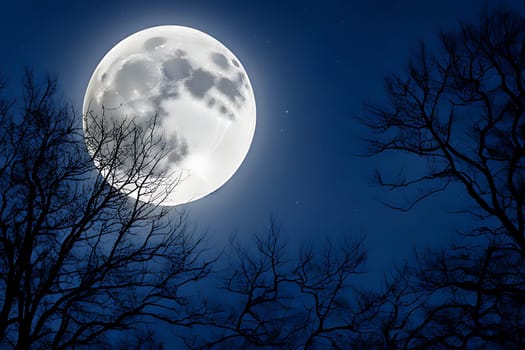 A full moon peers through the intricate branches of tall trees, casting its glowing light on the dark night sky. The silhouettes create a mesmerizing contrast against the illuminated moon, creating a striking and eerie natural scene.
