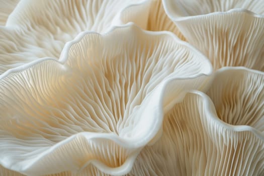 Closeup view of white mushrooms on the surface of the forest floor in nature wildlife environment