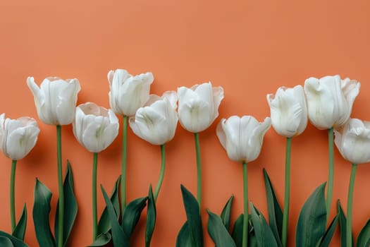 Beautiful white tulips on vibrant orange background with fresh green leaves in nature setting