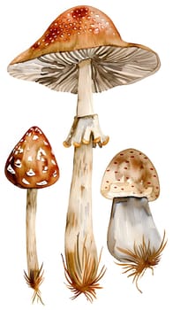 An illustration of three mushrooms agaricaceae, bolete, and terrestrial plant painted on a white background, showcasing intricate details of each fungus