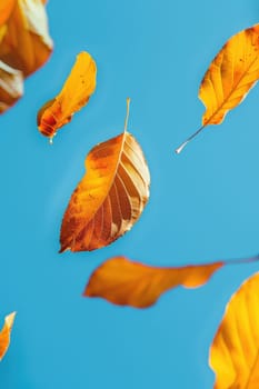 Autumn leaves are flying against the sky. Selective focus. nature.