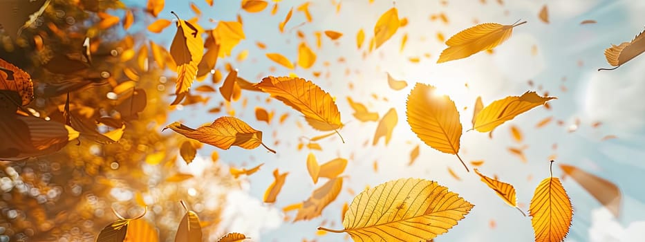 Autumn leaves are flying against the sky. Selective focus. nature.