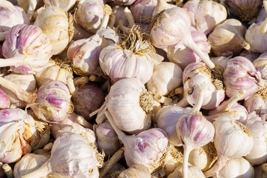 A large pile of freshly harvested garlic bulbs is shown in natural light, highlighting their textures and natural white and purple hues.