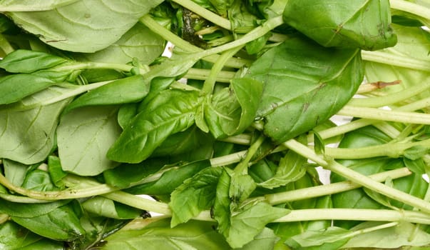 Bunch of basil with wilted leaves, top view