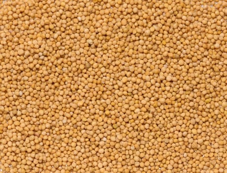 Mustard seeds, full frame. Close up