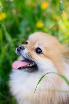 A smiling Pomeranian dog in the grass . A red - haired Pomeranian . A pet on a walk. Photo for the cover . Photo of an animal for printed products . Green grass in the park