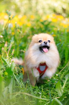 A smiling Pomeranian dog in the grass . A red - haired Pomeranian . A pet on a walk. Photo for the cover . Photo of an animal for printed products . Green grass in the park