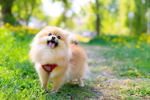 A smiling Pomeranian dog in the grass . A red - haired Pomeranian . A pet on a walk. Photo for the cover . Photo of an animal for printed products . Green grass in the park