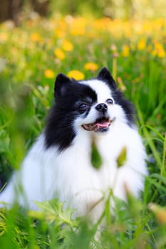 A smiling Pomeranian dog in the grass . Black and white pomeranian . A pet on a walk. Photo for the cover . Photo of an animal for printed products . Green grass in the park