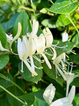 Lonicera japonica, Japanese honeysuckle and woodbine, Ornamental plant used in traditional Chinese medicine. White yellow flowers. High quality photo