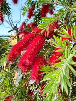 Blooming Callistemon citrinus (Callistemon, bottlebrushes) red flowers close up . High quality photo