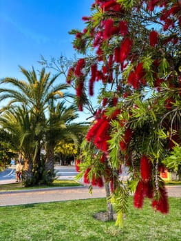 Blooming Callistemon citrinus (Callistemon, bottlebrushes) red flowers, palm on the background. High quality photo