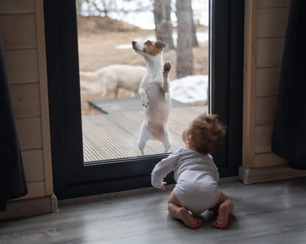 The dog stands at the patio window and asks to go inside the house to the baby boy