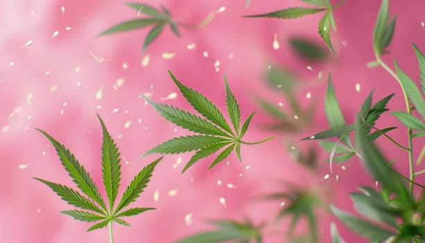 Cannabis leaves on a pink background