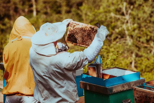 Beekeepers checking honey on the beehive frame in the field. Small business owners on apiary. Natural healthy food produceris working with bees and beehives on the apiary