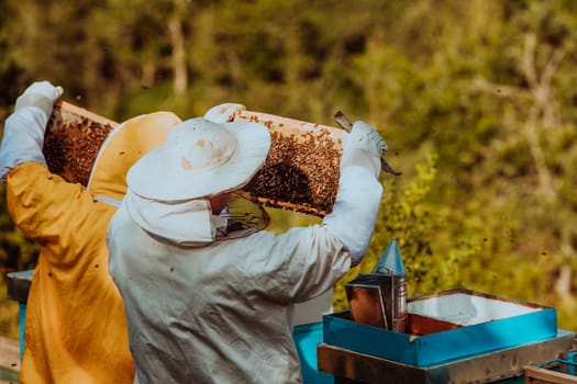 Beekeepers checking honey on the beehive frame in the field. Small business owners on apiary. Natural healthy food produceris working with bees and beehives on the apiary