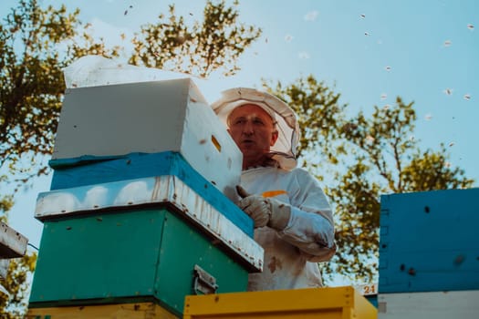 Beekeeper checking honey on the beehive frame in the field. Natural healthy food produceron apiary. Small business owneris working with bees and beehives on the apiary