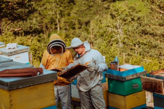 Beekeepers checking honey on the beehive frame in the field. Small business owners on apiary. Natural healthy food produceris working with bees and beehives on the apiary