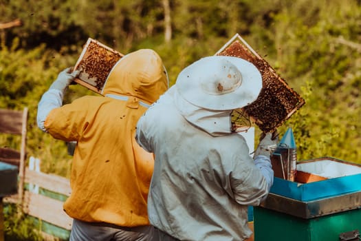 Beekeepers checking honey on the beehive frame in the field. Small business owners on apiary. Natural healthy food produceris working with bees and beehives on the apiary