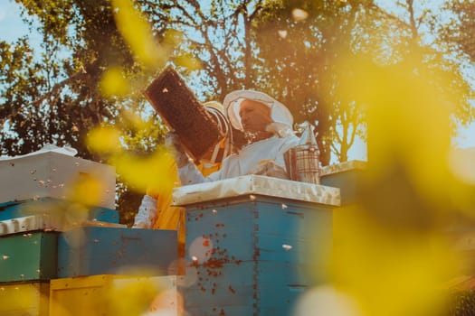 Beekeepers checking honey on the beehive frame in the field. Small business owners on apiary. Natural healthy food produceris working with bees and beehives on the apiary