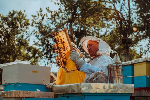 Beekeepers checking honey on the beehive frame in the field. Small business owners on apiary. Natural healthy food produceris working with bees and beehives on the apiary