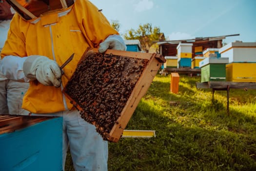 Beekeeper checking honey on the beehive frame in the field. Small business owner on apiary. Natural healthy food produceris working with bees and beehives on the apiary