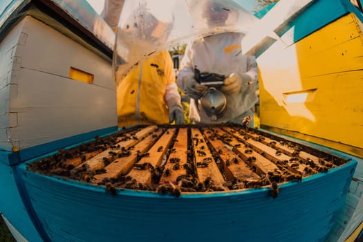 Beekeeper checking honey on the beehive frame in the field. Small business owner on apiary. Natural healthy food produceris working with bees and beehives on the apiary