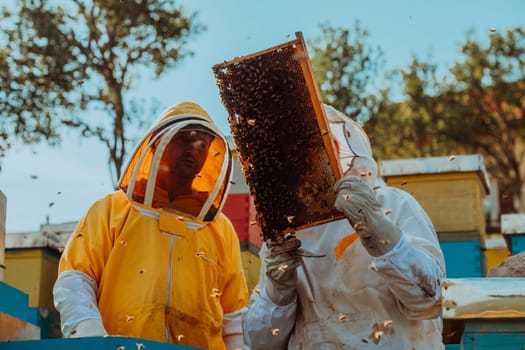 Beekeepers checking honey on the beehive frame in the field. Small business owners on apiary. Natural healthy food produceris working with bees and beehives on the apiary