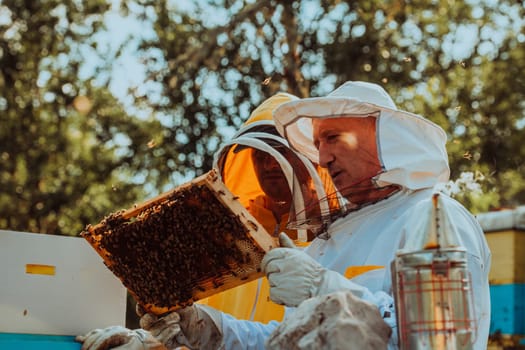 Beekeepers checking honey on the beehive frame in the field. Small business owners on apiary. Natural healthy food produceris working with bees and beehives on the apiary