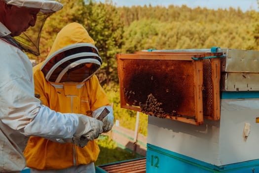 Beekeepers checking honey on the beehive frame in the field. Small business owners on apiary. Natural healthy food produceris working with bees and beehives on the apiary