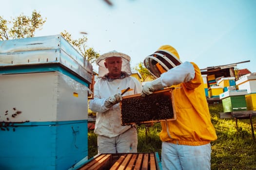 Beekeepers checking honey on the beehive frame in the field. Small business owners on apiary. Natural healthy food produceris working with bees and beehives on the apiary