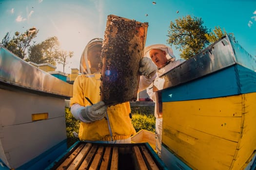 Beekeeper checking honey on the beehive frame in the field. Small business owner on apiary. Natural healthy food produceris working with bees and beehives on the apiary