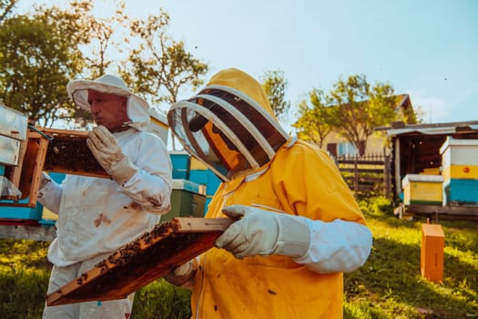 Beekeepers checking honey on the beehive frame in the field. Small business owners on apiary. Natural healthy food produceris working with bees and beehives on the apiary